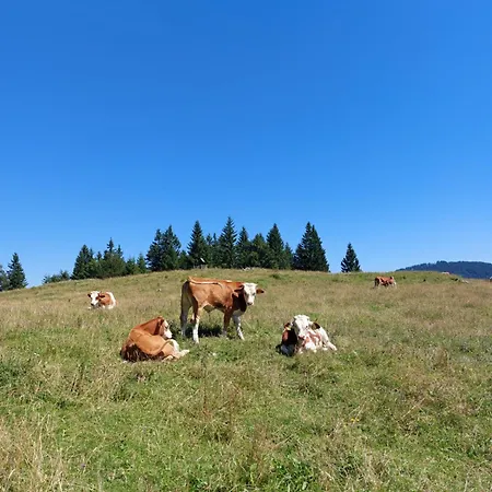 Prázdninový dům Koca Lipa Pod Veliko Planino