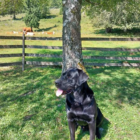 Koca Lipa Pod Veliko Planino *