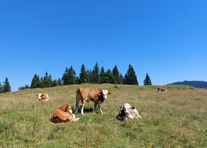 펜션 Koca Lipa Pod Veliko Planino