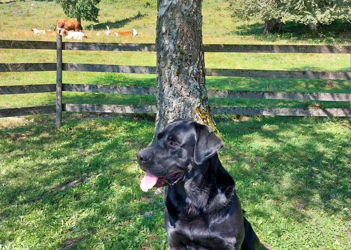 Koca Lipa Pod Veliko Planino *